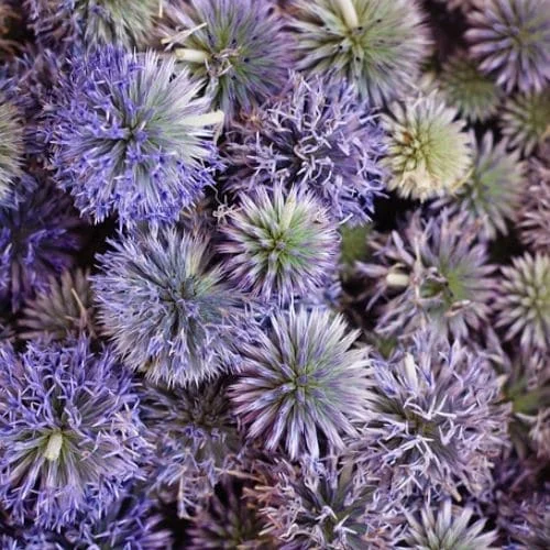 Echinops Ritro Blue