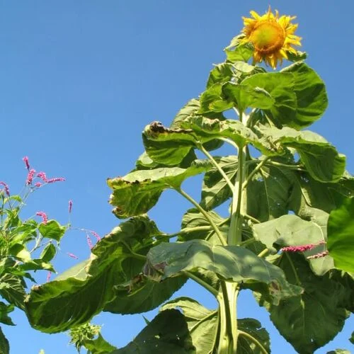 Girasole Titan