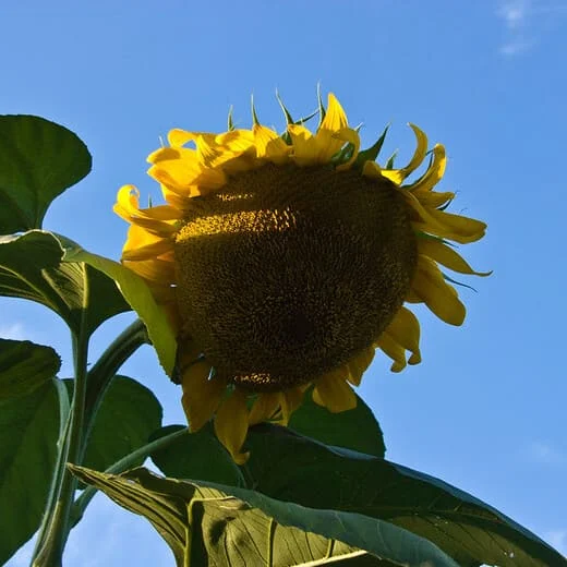Girasole Gigante della Mongolia