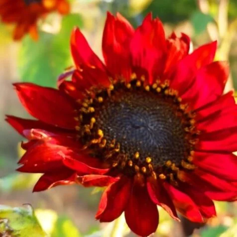 Girasole Red Sun