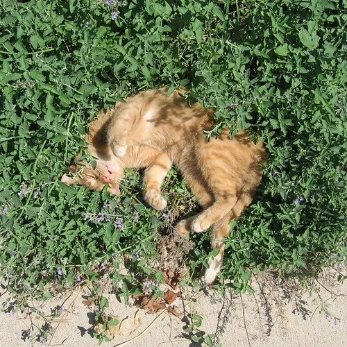 gatto che gioca