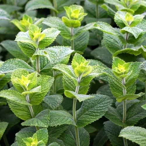 Menta Piperita