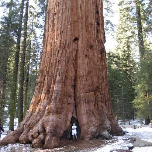 semi sequoia gigante