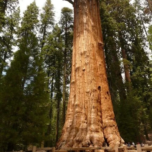 semi sequoia