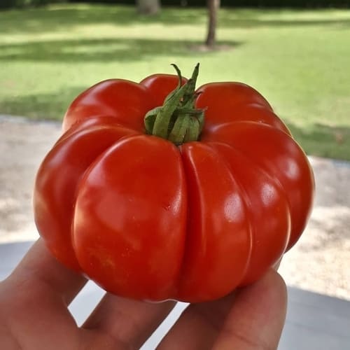 Semi Pomodori