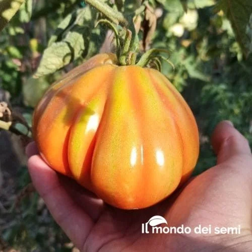 Pomodoro Cuore di Bue Pearson