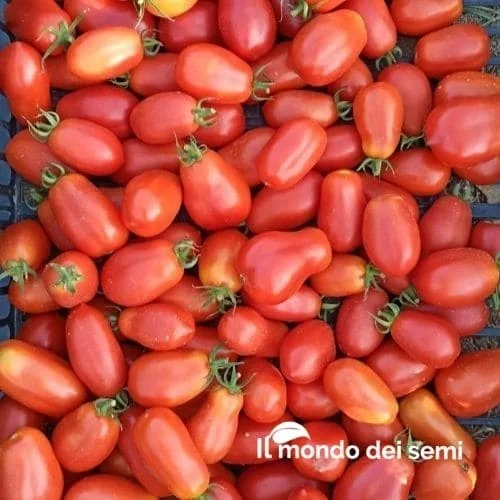 Pomodoro San Marzano Nano