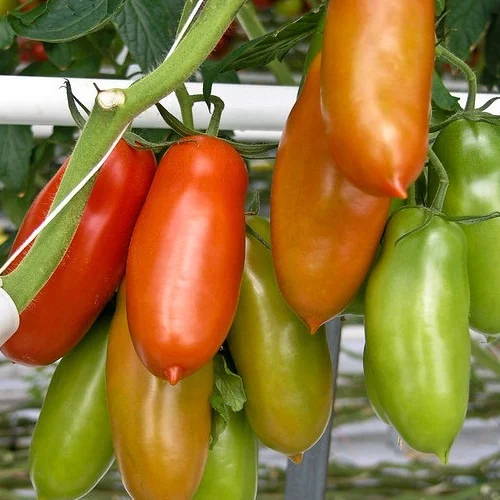 Sementi Biologiche