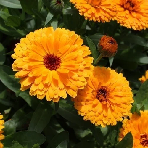 semi di calendula