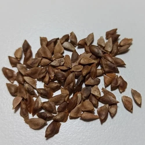 semi abete
