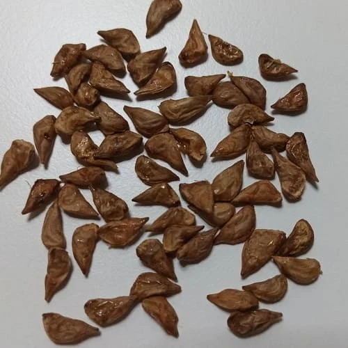 semi cedro del libano