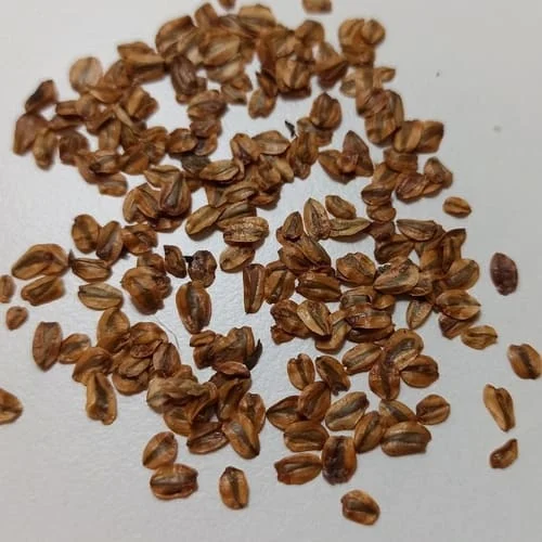 semi sequoia