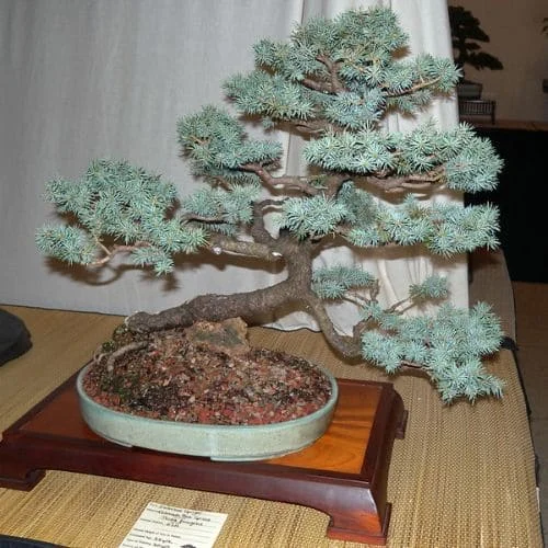 Abete-del-Colorado-Blu-Bonsai