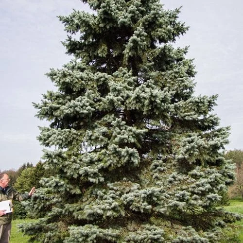 Abete-del-Colorado-Blu-albero