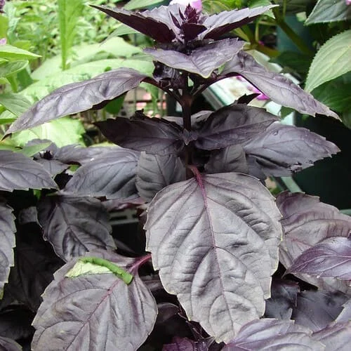 Basilico Violetto