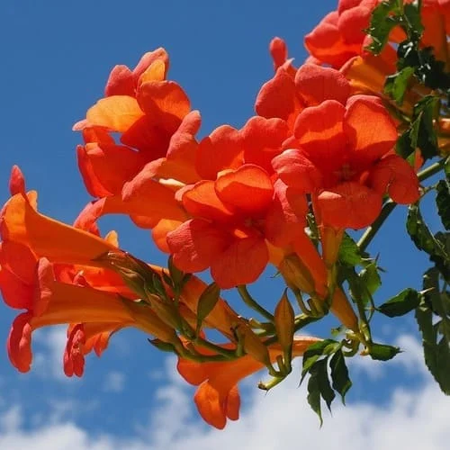 Bignonia Fiori