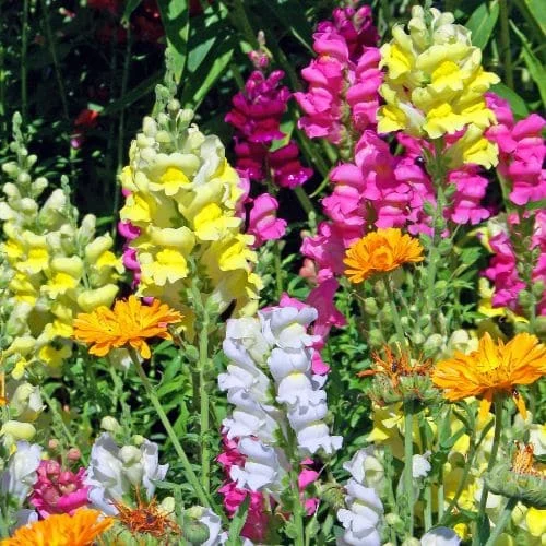 Bocca di Leone Nana Mix