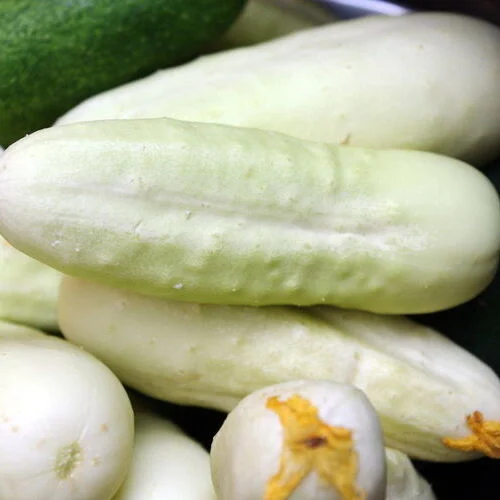 Cetriolo White Wonder