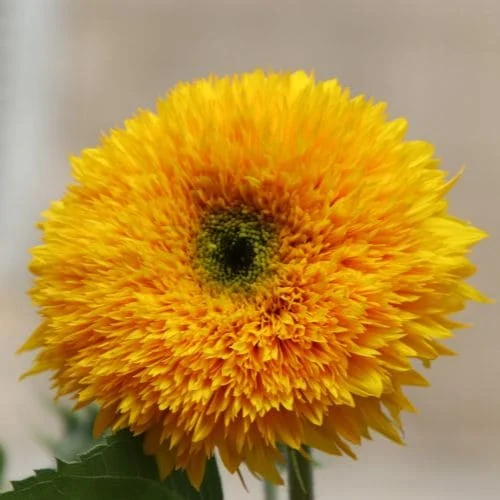 Girasole Doppio Giallo Alto