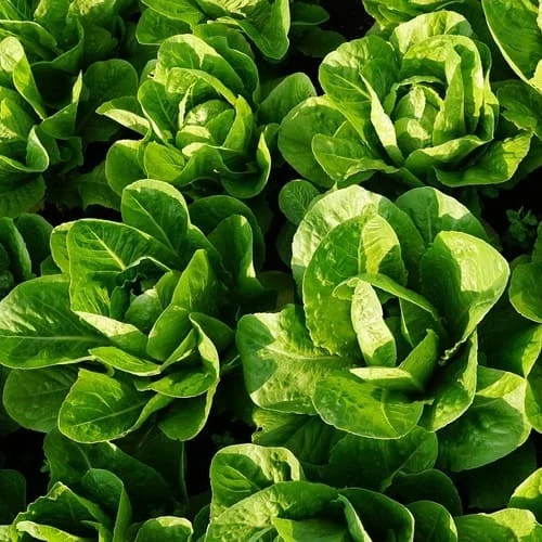 Lattuga Romana Bionda