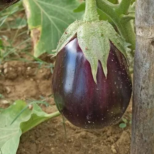 Melanzana Black Beauty