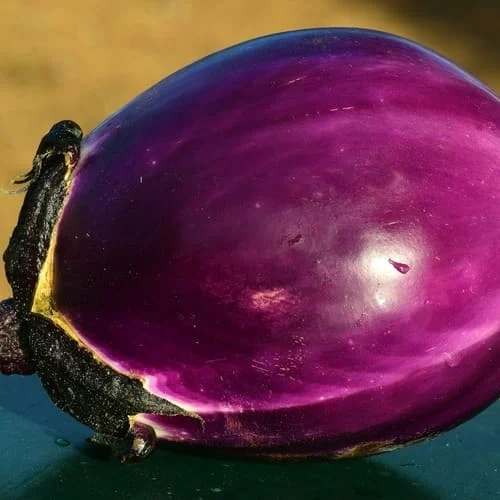 Melanzana Violetta di Firenze