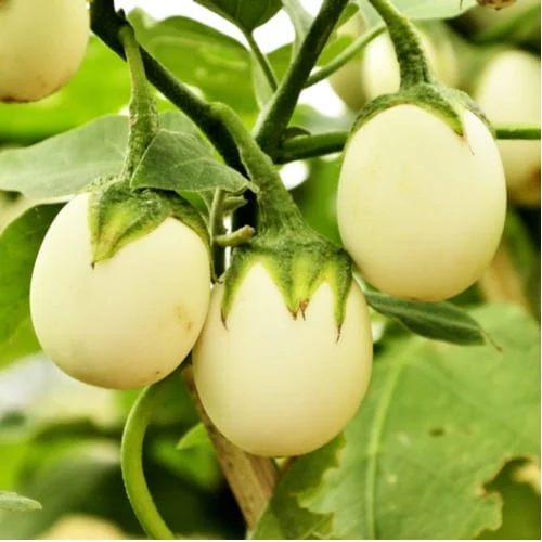 Melanzana White egg