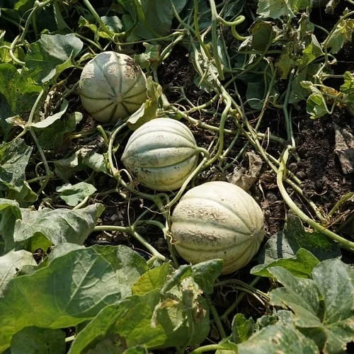 Melone Cantalupo di Charentais