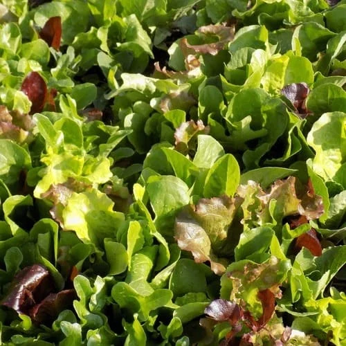 Misticanza insalata da taglio