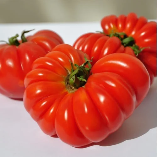 Pomodoro Costoluto Genovese