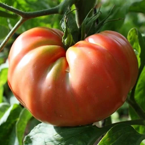 Pomodoro Brandywine
