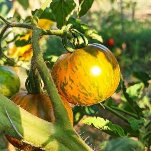 Pomodoro Green Zebra Maturo