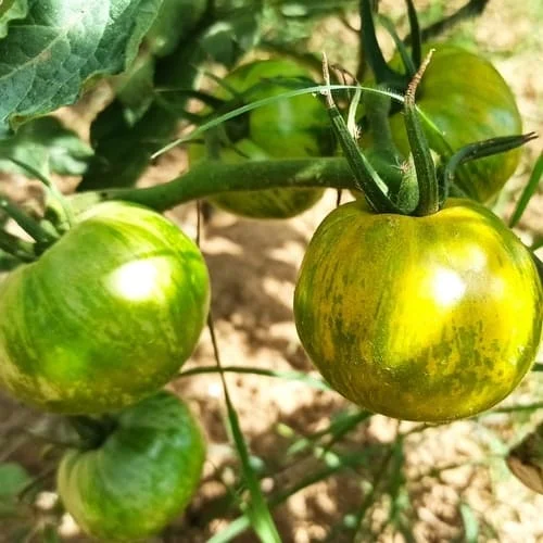 Pomodoro Green Zebra Biologico