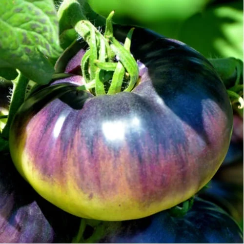 Pomodoro Indigo Blue Beauty
