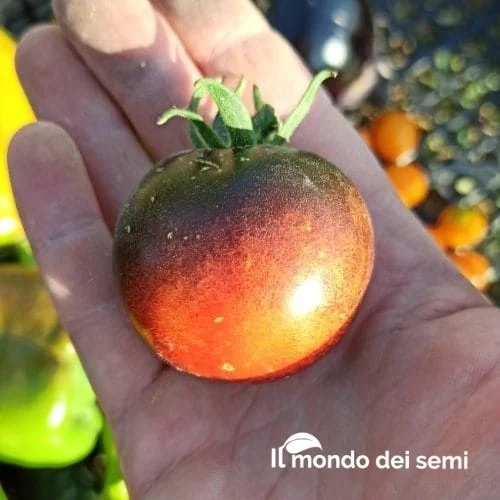 Pomodoro Indigo Rose