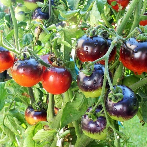 Pomodoro Indigo Rose