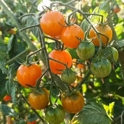 Pomodoro Sungold F1 grappolo
