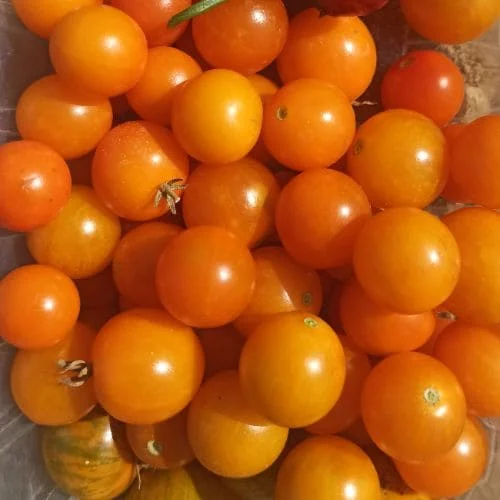 Pomodoro Sungold F1