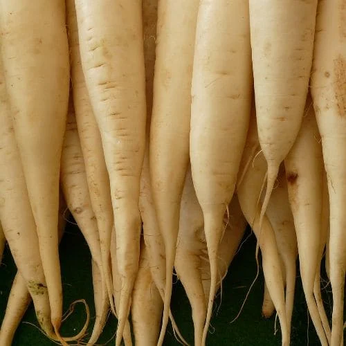 Ravanello Daikon