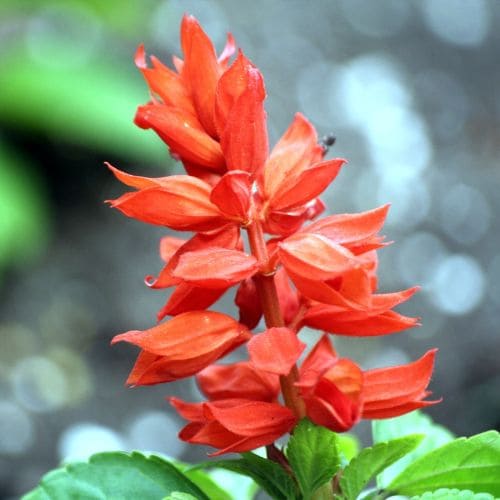 Salvia Splendens Nana Rossa