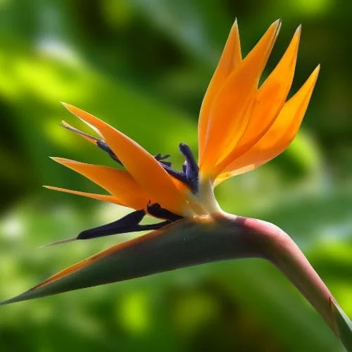 Sterlizia Strelitzia Reginae