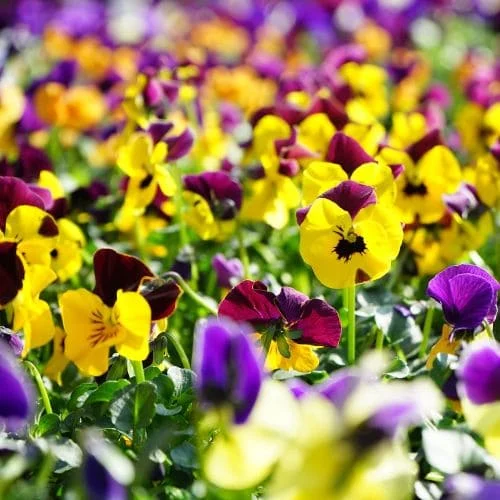 Viola Cornuta HY in Miscuglio