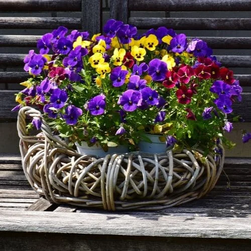 Viola del Pensiero in Miscuglio