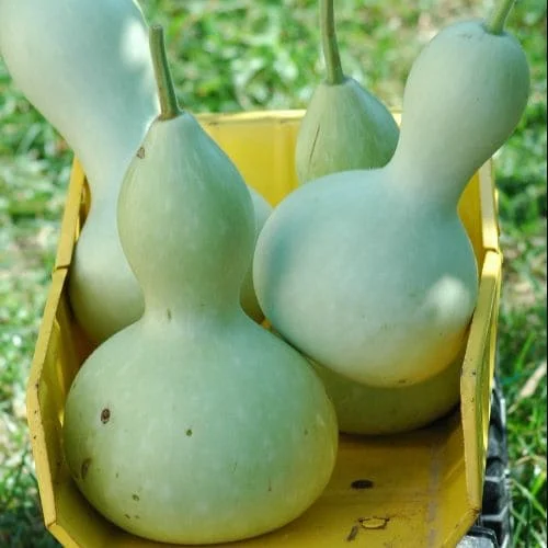 Zucca Bottiglia