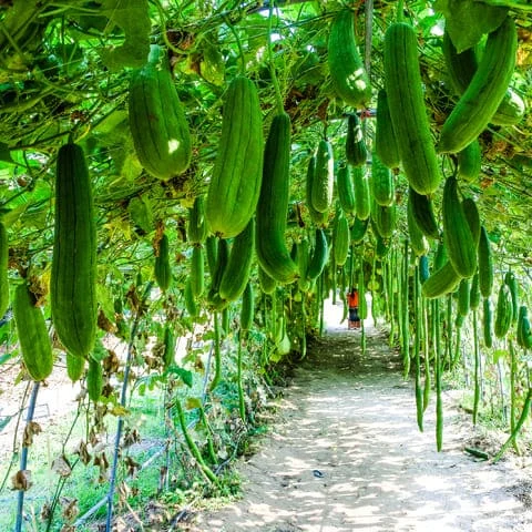 Zucca Luffa