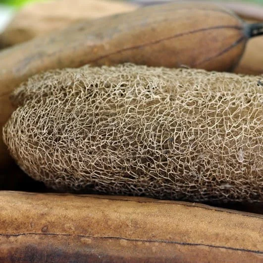 Zucca Luffa Spugna