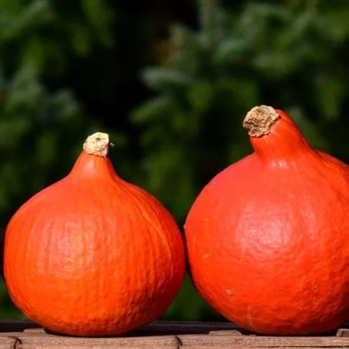 Zucca Uchiki Kuri Hokkaido