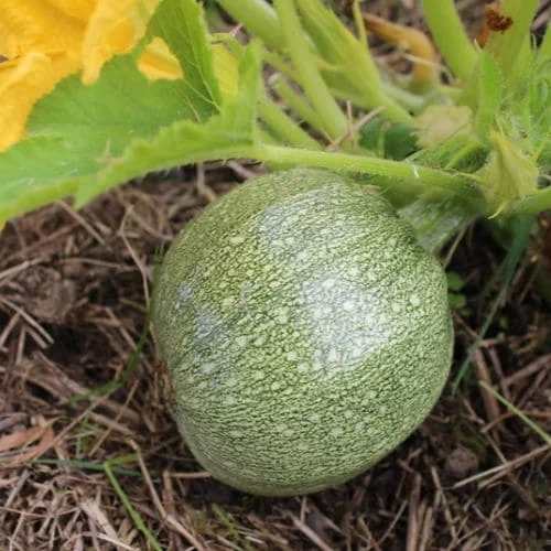 Zucchino Tondo Chiaro di Nizza