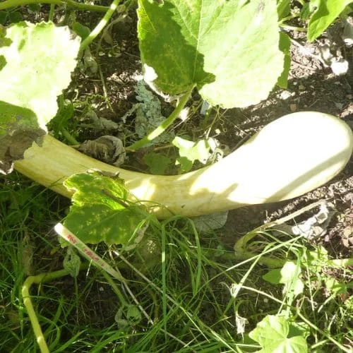 Zucchino Tromboncino a terra
