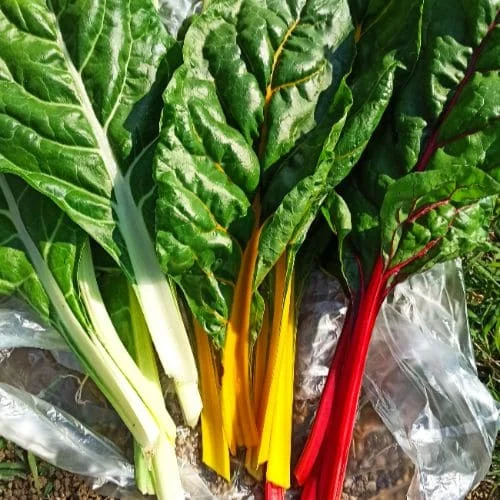 Bieta da costa Mix Arcobaleno